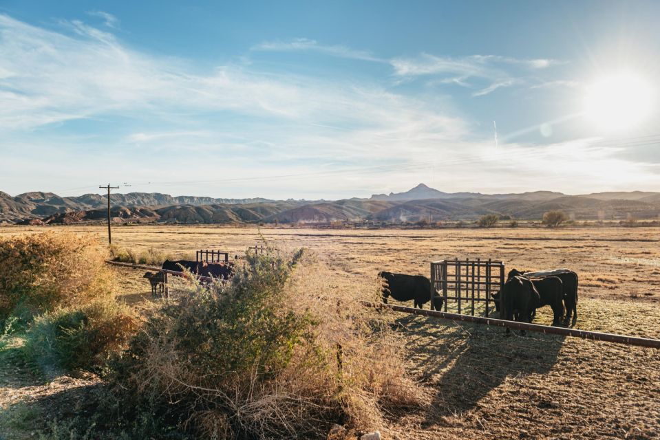 From Las Vegas: Desert Sunset Horseback Ride With BBQ Dinner - Escape the Vegas Strip