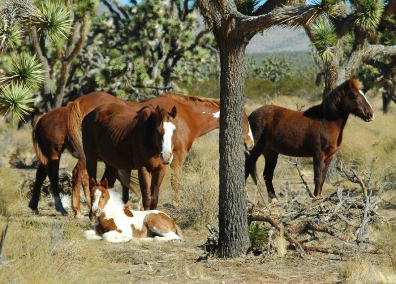 From Las Vegas: Grand Canyon West 5-in-1 Tour with Rim Lunch - The Itinerary: What Youll Experience