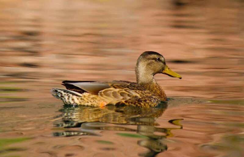 From Las Vegas: Kayak Rental to Emerald Cave Colorado River - Who Will Love This Tour?
