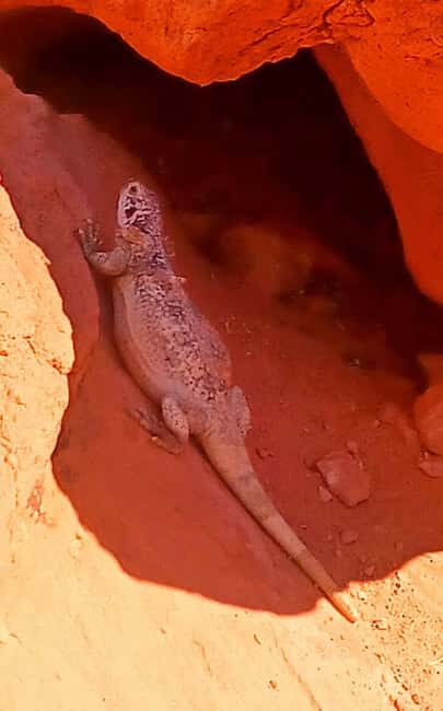 From Las Vegas: Valley of Fire Full-Day Guided Tour w/ Lunch - Who Will Love This Tour?