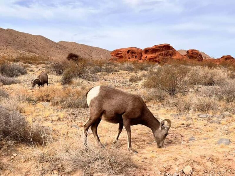 From Las Vegas: Valley of Fire State Park Guided Day Tour - Unlocking the Wonders of the Valley of Fire: A Detailed Itinerary