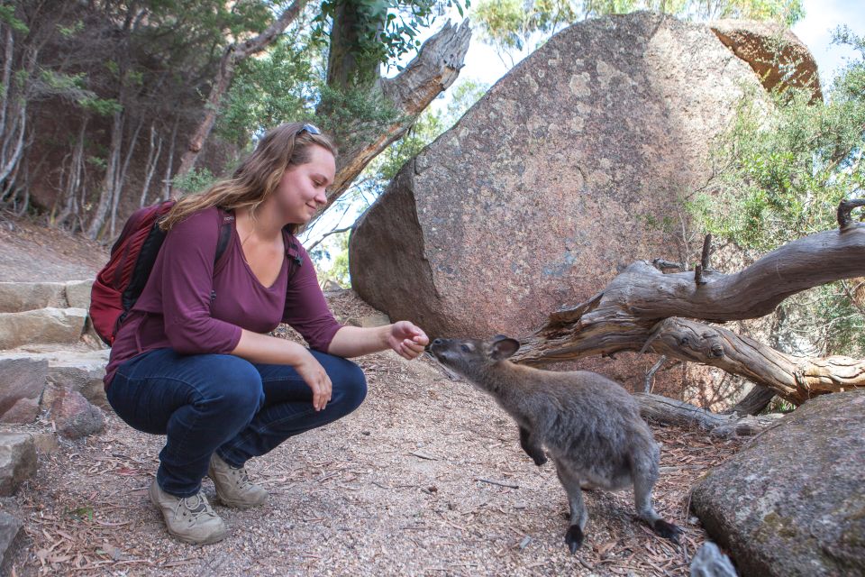 From Launceston: Full-Day Wineglass Bay Explorer Tour - Tour Restrictions