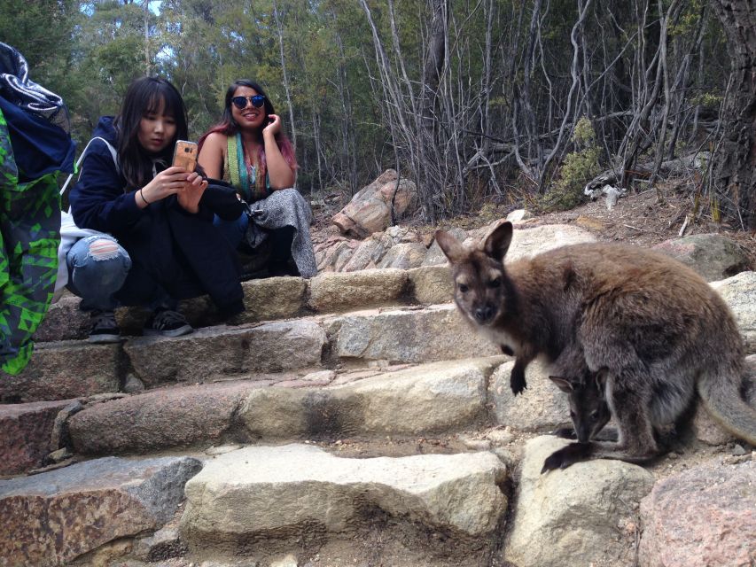 From Launceston: Full-Day Wineglass Bay Explorer Tour - Customer Reviews