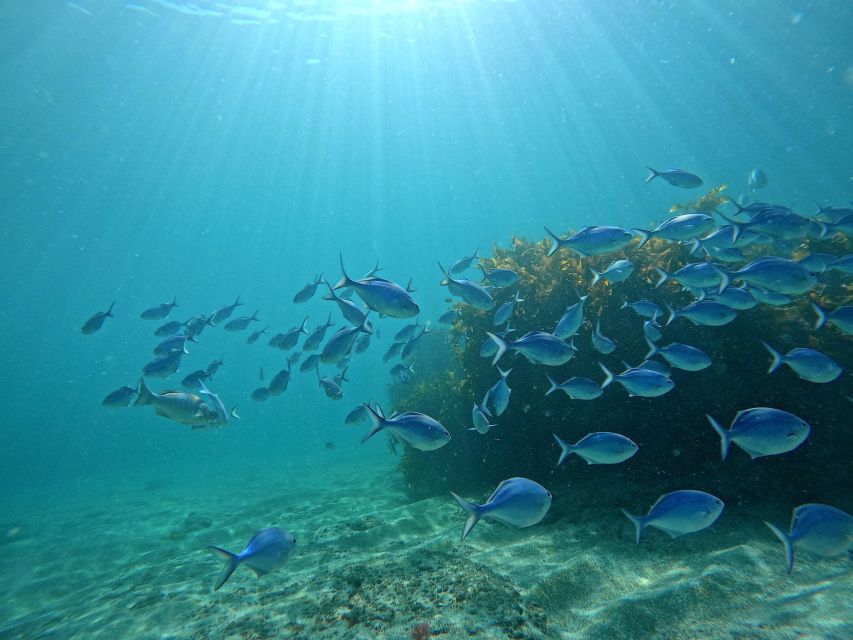 From Leigh: Goat Island Try Scuba Diving Experience - Additional Information