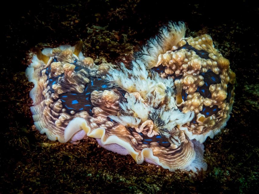 From Leigh: Goat Island Try Scuba Diving Experience - Frequently Asked Questions