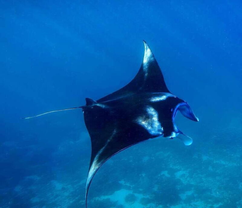 From Lembongan: Full Day Private Boat Snorkeling Nusa Penida - The Value for Your Money