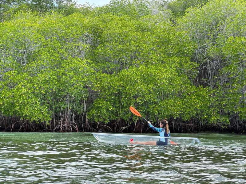 From Lembongan: Kayak/Paddleboard/Boat Mangrove Tour - A Practical and Authentic Adventure in Nusa Lembongan’s Mangroves