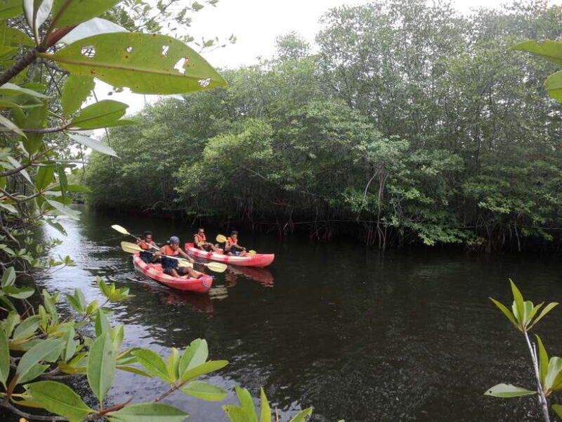 From Lembongan: Kayak/Paddleboard/Boat Mangrove Tour - Why This Tour Works Well