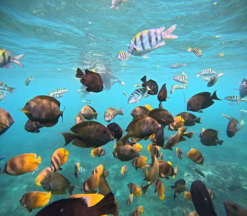 From Lembongan: Snorkeling 3 Spots, Mangrove and Land Tour - FAQ
