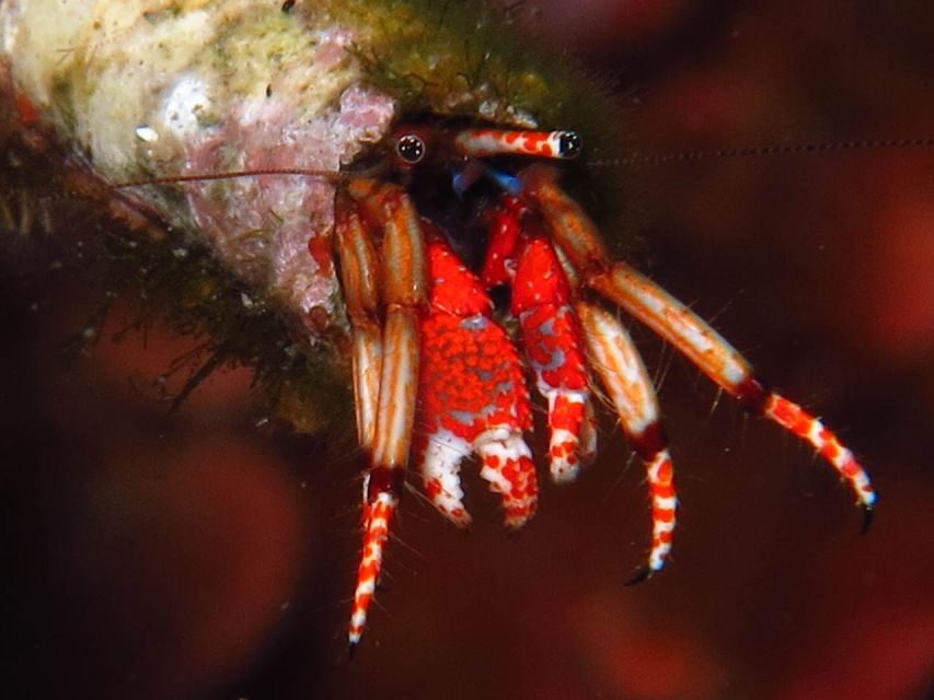 From Lerici: Scuba Diving Lessons and Dive in Portovenere - Key Points