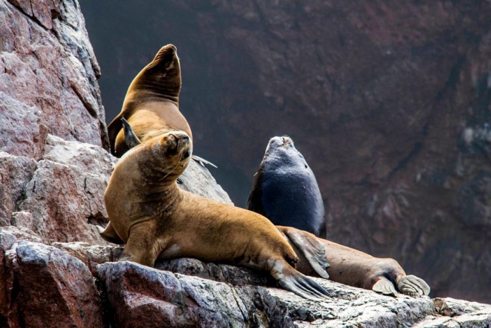 From Lima: 1-day Ica Paracas Excursion + Vineyards and Buggy - Itinerary Highlights