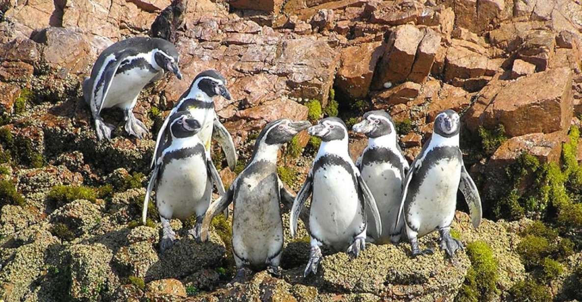 From Lima: 1-day Ica Paracas Excursion + Vineyards and Buggy - Inclusions of the Tour