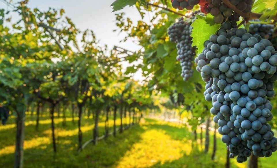 From Lima: 1-day Ica Paracas Excursion + Vineyards and Buggy - Recommended For