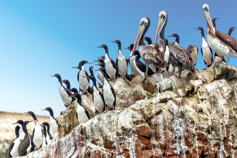 From Lima: 1-day Ica Paracas Excursion + Vineyards and Buggy - Booking and Cancellation Policy