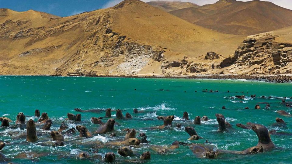 From Lima: Full Day Tour of Paracas and Huacachina Oasis - Preparation Tips