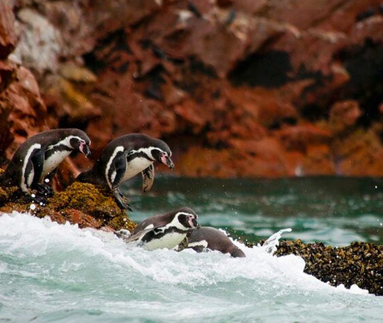 From Lima: Paracas and Huacachina Oasis Full Day Tour - Tour Overview and Pricing