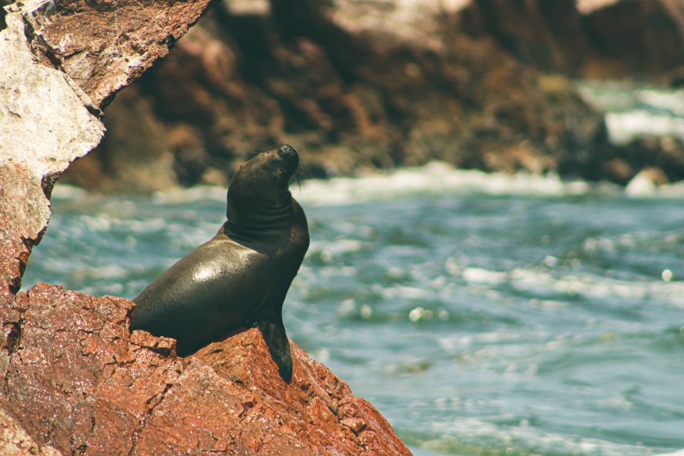 From Lima: Paracas National Reserve Tour & Ballesta Islands - Itinerary Breakdown