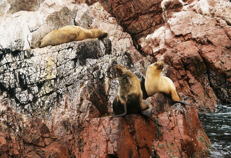 From Lima: Paracas National Reserve Tour & Ballesta Islands - Lunch in Paracas