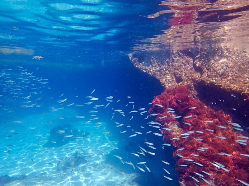 From Lisbon: Arrábida Natural Park Kayak Tour with Lunch - Who Would Enjoy This Tour?