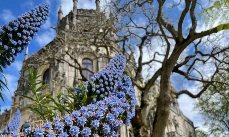 From Lisbon: Sintra, Pena Palace and Regaleira Day Trip - The Sum Up: Who Will Love This Tour?