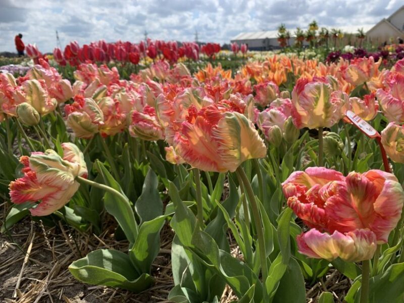 From Lisse: Keukenhof Flower Fields Bike Tour - Authenticity and Authentic Experiences