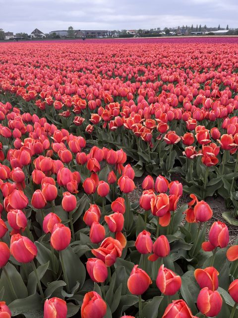 From Lisse: Landrover Tour Along Keukenhof & Flower Fields - Good To Know