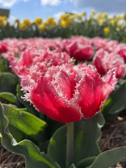 From Lisse: Landrover Tour Along Keukenhof & Flower Fields - Booking Information