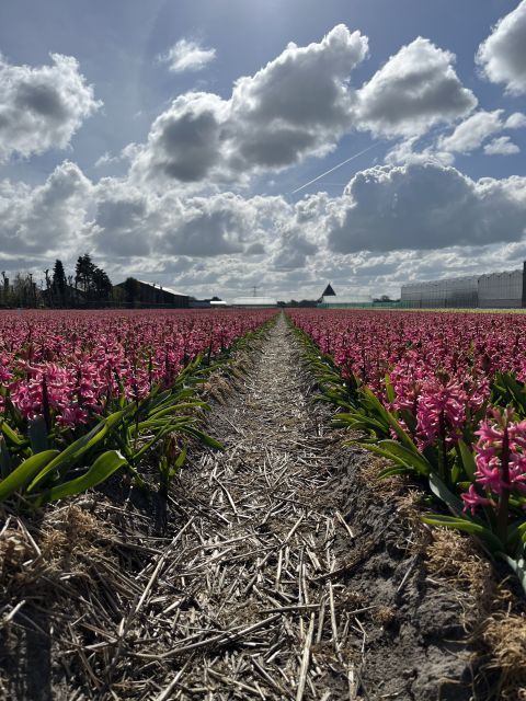 From Lisse: Landrover Tour Along Keukenhof & Flower Fields - Participant Guidelines