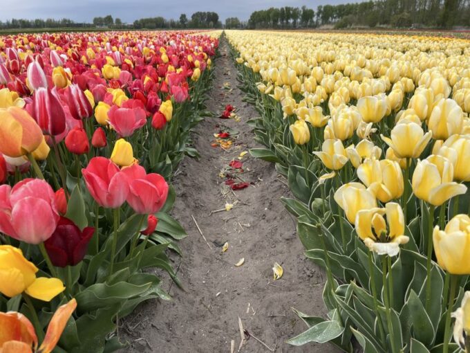From Lisse: Landrover Tour Along Keukenhof & Flower Fields - Seasonal Blooms