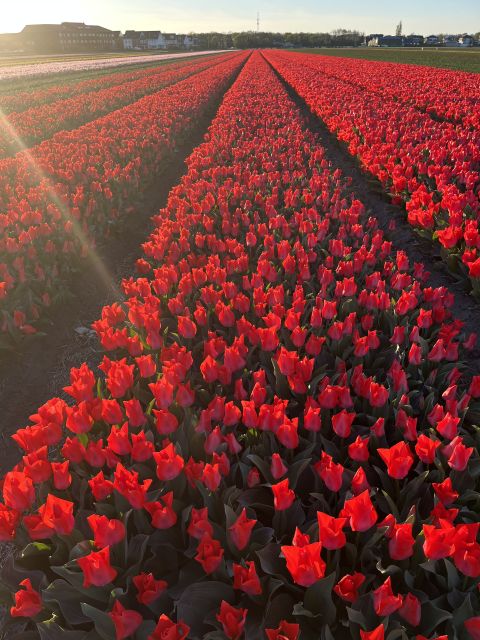 From Lisse: Landrover Tour Along Keukenhof & Flower Fields - Scenic Photo Spots