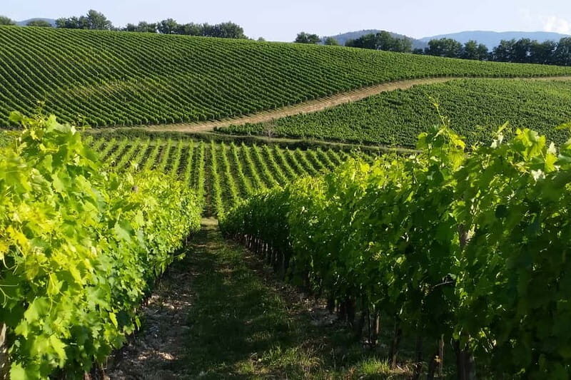 From Livorno: San Gimignano with Lunch and Tasting - Key Points