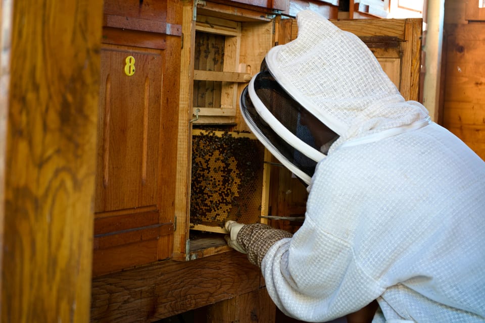 From Ljubljana: All About Bees - Key Points  