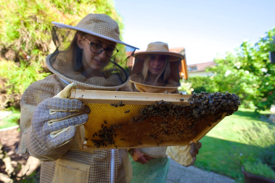 From Ljubljana: All About Bees - Exploring the Itinerary in Detail