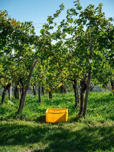 From Ljubljana: Vipava Valley Wine Express Tour - Who Should Consider This Tour?