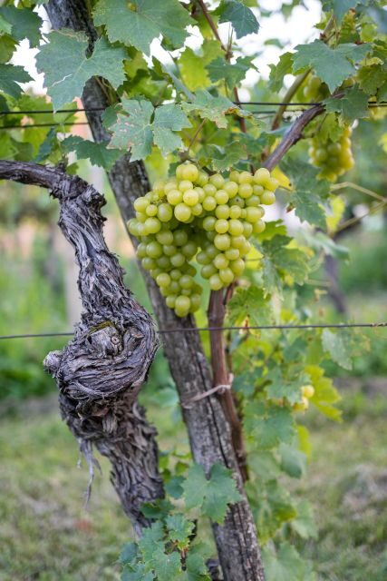 From Ljubljana: Vipava Valley Wine Express Tour - Final Thoughts: Is This Tour Worth It?