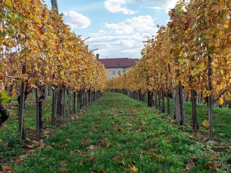 From Ljubljana: Vipava Valley Wine Express Tour - FAQ