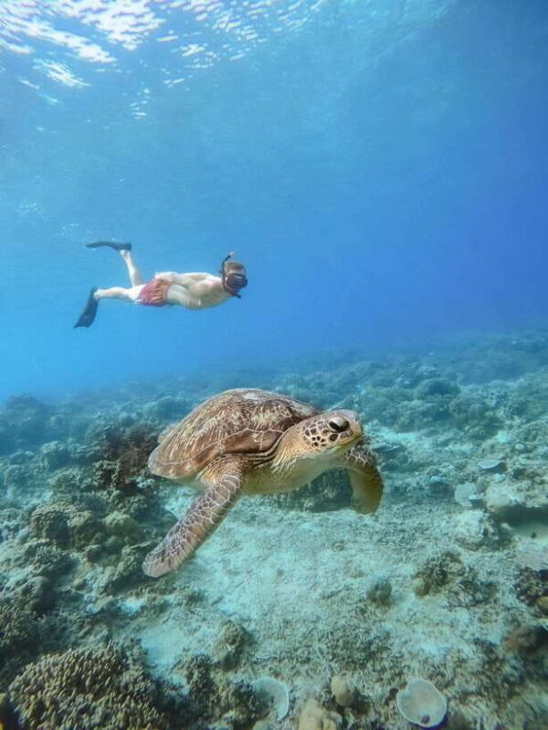 From Lombok: 3 Gili Islands Private Snorkeling Adventure - Final Thoughts: Who Will Love This Tour?