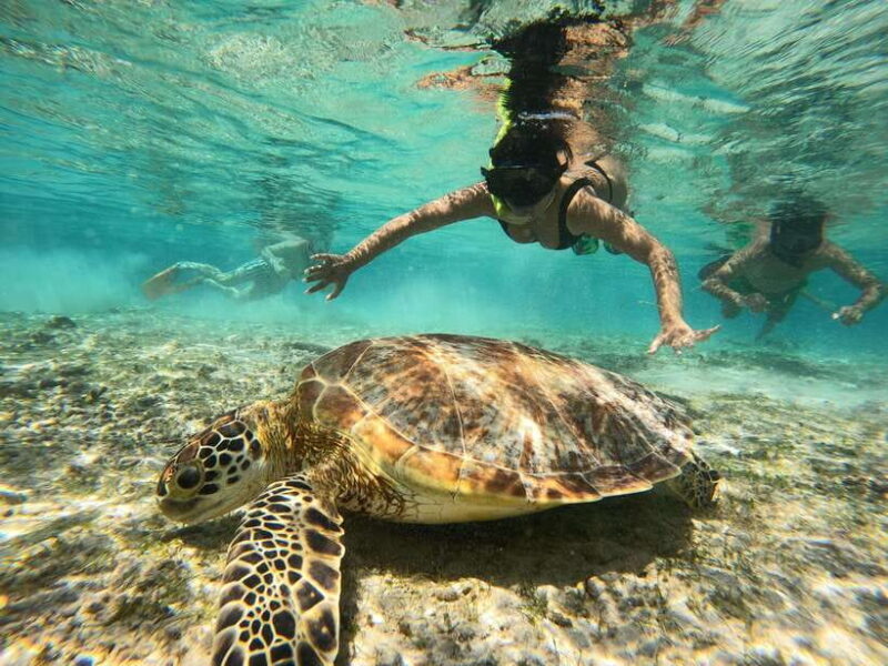 From Lombok: Gili Islands Snorkeling Day Trip - What the Reviews Say: Real Traveler Insights