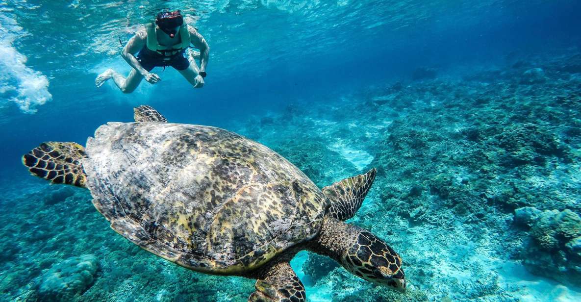 From Lombok: Gili Islands Snorkeling Day Trip - Snorkeling Adventure