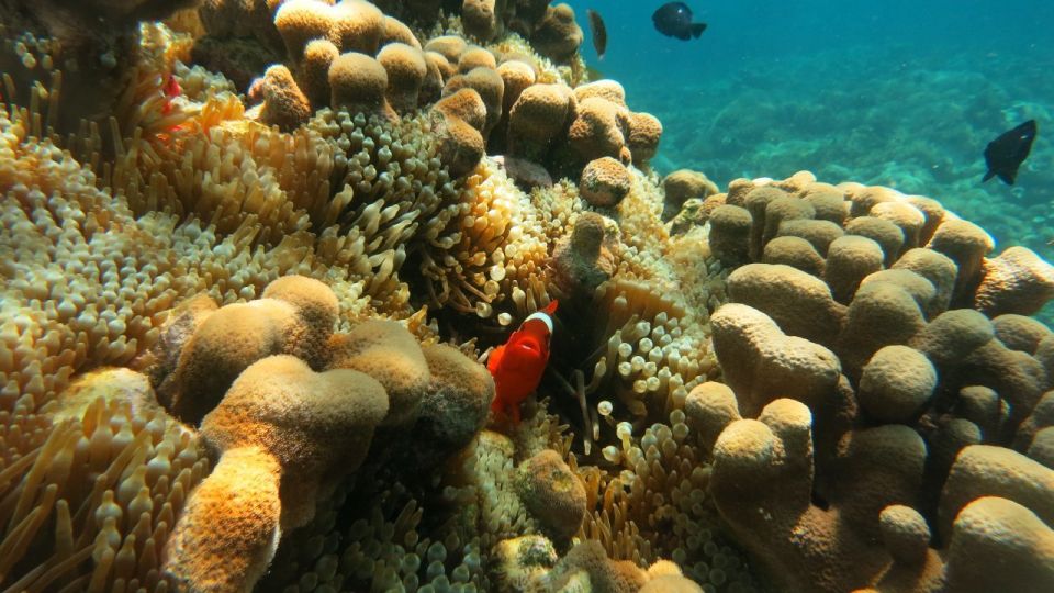 From Lombok: Southern Gilis Private Snorkelling Day Trip - Contact and Inquiries
