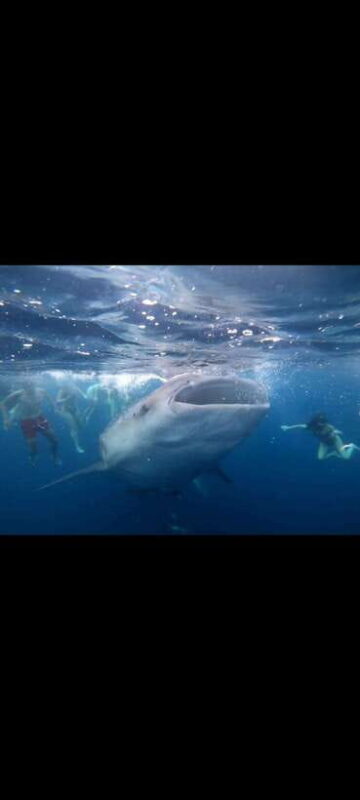 From Lombok,Sumbawa Whale Shark Tour 2D1N - Key Points