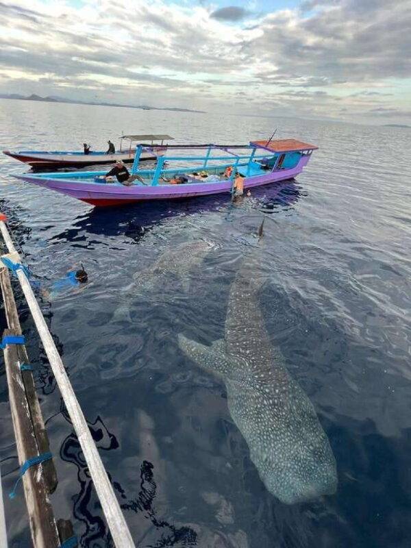 From Lombok,Sumbawa Whale Shark Tour 2D1N - The Itinerary — What You Can Expect