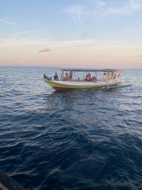From Lombok,Sumbawa Whale Shark Tour 2D1N - Tour Overview and Pricing
