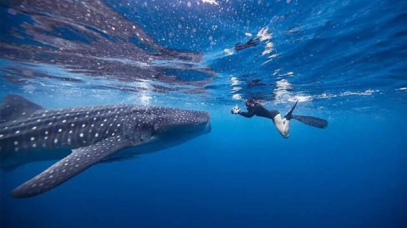 From Lombok,Sumbawa Whale Shark Tour 2D1N - Inclusions and Exclusions