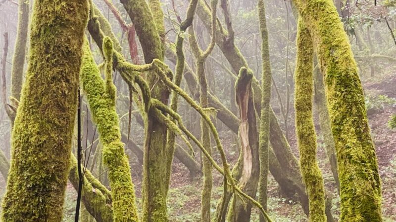 From Los Cristianos: La Gomera Island Full-Day Trip - Lunch and Dietary Information