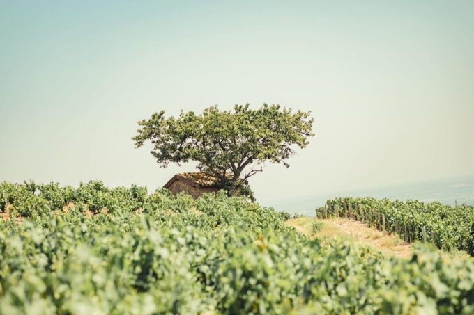 From Lyon : Beaujolais Private Day Tour by Vintage Defender - Visiting the Wineries