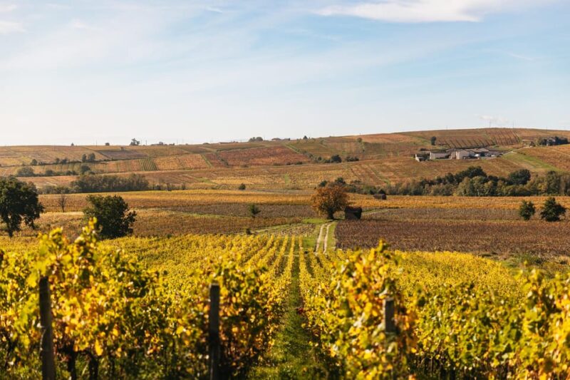 From Lyon: Beaujolais Region Wine Tour With Tastings - Transportation and Amenities