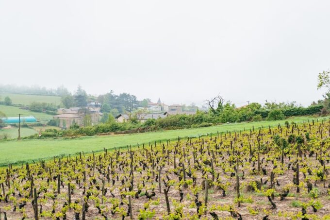 From Lyon: Beaujolais Wine Tasting Day Tour - Frequently Asked Questions