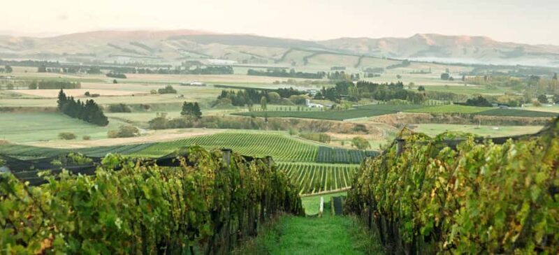From Lyttelton: Private Wine Tour & Chefs Degustation - An Authentic Taste of North Canterbury’s Wine Country