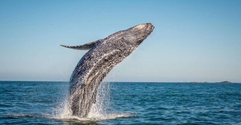 From Ma'alaea: Afternoon Whale Watch Tour Aboard the Malolo - Key Points